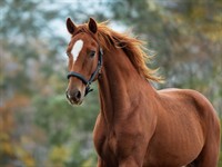 Shutterstock_2430263853_horse_zirgs.jpg