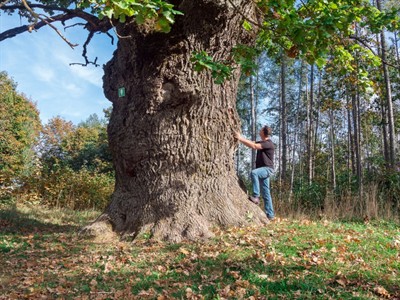 Shutterstock_1828242917_greatest oak in Latvia_lielākais ozols Latvijā.jpg