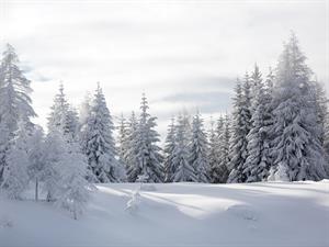 shutterstock_2417453631_winter forest_mežs ziemā.jpg