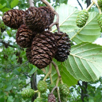 Alnus_glutinosa.png
