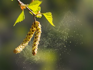 shutterstock_2291233487_birch pollen_bērza putekšņi.jpg