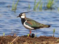 shutterstock_2636147095_northern lapwing_ķīvīte.jpg