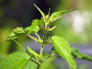 shutterstock_2472528771_nettle_nātre.jpg