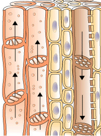 xylem1[1]2.png