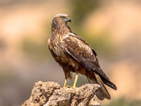 Shutterstock_2086694932_marsh harrier_niedru lija.jpg