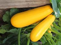 shutterstock_2205055105_zucchini_kabacis.jpg