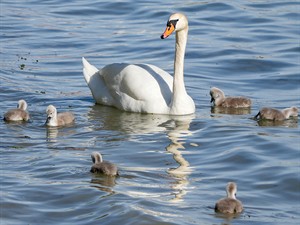 shutterstock_2796763999_swan with cygnets_gulbis ar gulbēniem.jpg