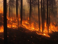 shutterstock_2237226439_wildfire_meža ugunsgrēks.jpg
