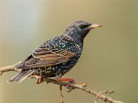 Shutterstock_2132544683_starling_strazds.jpg
