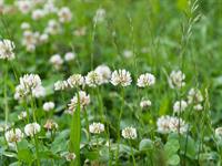 shutterstock_1414610381_white clover_baltais āboliņš.jpg