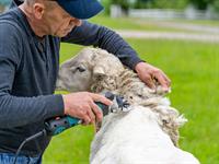 shutterstock_2020037486_sheep trimming_aitas cirpšana.jpg