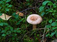 shutterstock_2423119439_woolly milkcap_vilnītis.jpg