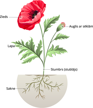 Auga_daļas magone.png