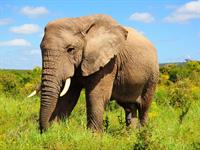 Shutterstock_120103432_elephant_zilonis (1).jpg