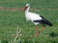 shutterstock_2591681065_stork_stārķis.jpg