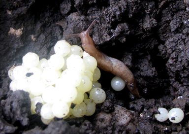 Slug_eggs_and_baby.png