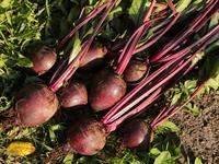 shutterstock_2458174839_beetroots_bietes.jpg