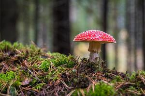 fly_agaric_мухомор_musmire.jpg