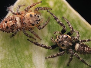 shutterstock_1400236592_spiders ready to mating_zirnekļi gatavi pāroties.jpg