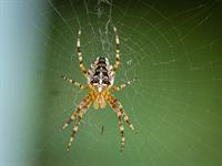 shutterstock_2213519055_spider_zirneklis.jpg