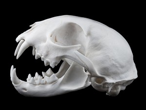 shutterstock_481609354_lynx skull_lūša galvaskauss.jpg