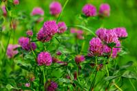 clover-3430247_1920_abolins.jpg