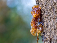 shutterstock_2410401409_Drop of Resin on Tree_Koka sveķi.jpg