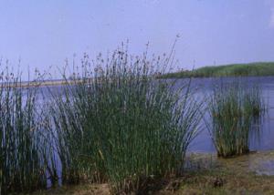 scirpus-tabernaemontani-ccgmel.jpg