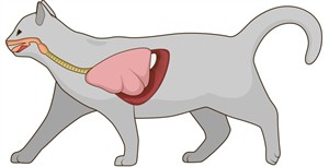 Shutterstock_308067815_cat respiratory system_kaķa respiratorā sistēma.jpg