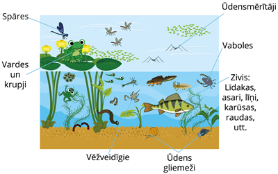 YCUZD_250730_7453_ezers_ar dzivniekiem.png