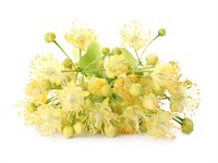 shutterstock_2476627071_linden blossom_liepu ziedi.jpg