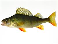 Shutterstock_61024798_perch_asaris.jpg