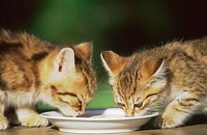 cat_milk.jpg