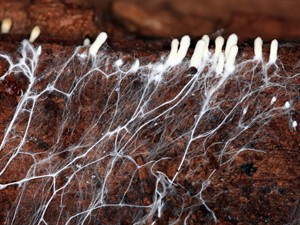 shutterstock_155214428_mycelium_micēlijs.jpg