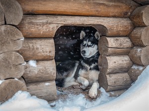 shutterstock_2510064633_husky dog resting in kennel_haskijs atpūšas būdā.jpg