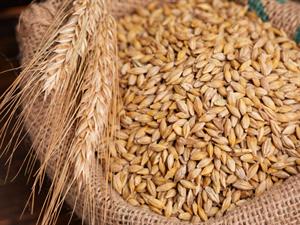 Shutterstock_2160377105_grains_graudi.jpg
