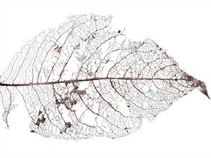 shutterstock_2171994403_dead decaying leaf_satrūdējusi lapa.jpg