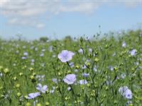 shutterstock_2166592649_flax_lini.jpg