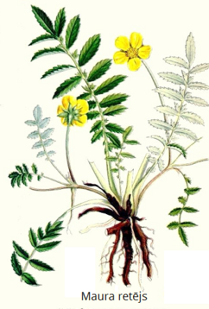 299_Potentilla_anserina.png
