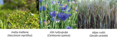 YCUZD_261014_6873_Augu sistēma_8.png