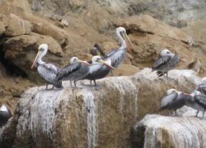 62 IMG_0043.JPG cropped.jpg