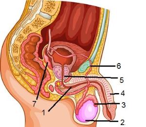male-reproductive-system-3762jjjj.jpg