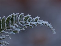 shutterstock_2587277951_frost-covered fern leaf_nosarmojusi papardes lapa.jpg