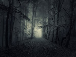 shutterstock_117343273_dark forest with fog_tumšs miglains mežs.jpg