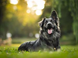 Shutterstock_706603864_dog_suns.jpg