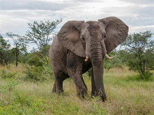 shutterstock_2105664029_elephant_zilonis.jpg