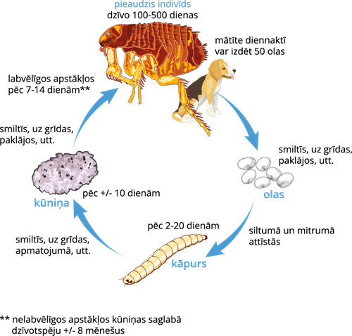 YCUZD_230803_5389_utis dzīvniekos.png