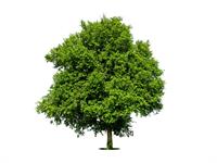 Shutterstock_2470689789_tree_koks.jpg