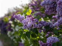 shutterstock_2439158563_lilac_ceriņi.jpg