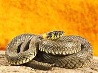 shutterstock_1369683890_grass snake_zalktis.jpg